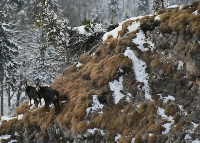 Rigoletto Apartment *