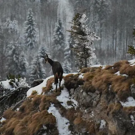 Rigoletto Daire Salzburg