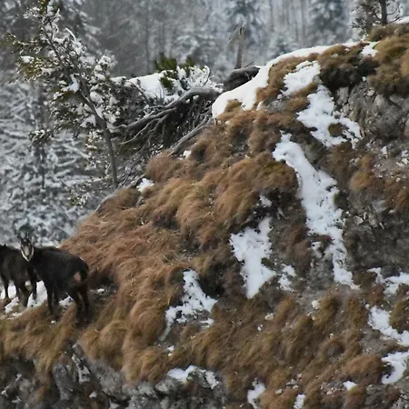 Rigoletto Апартаменты *