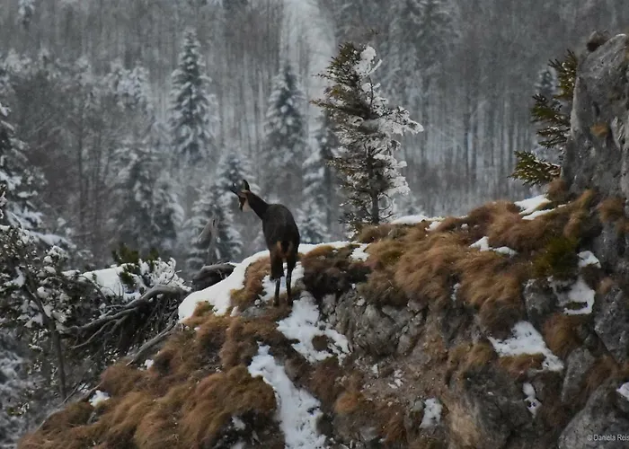 Rigoletto アパート ザルツブルク